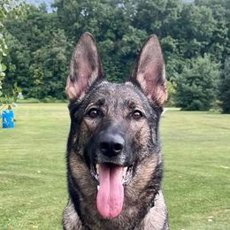 Journey - German Shepherd