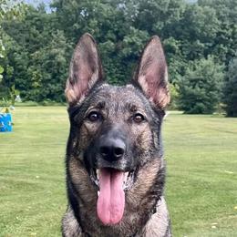 Journey - German Shepherd