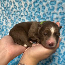 AKC Cooper - Red and white male Siberian Husky puppy in Centreville, Maryland from Huskies By the Bay