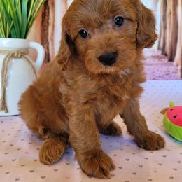 Aussiedoodle, Cavapoo, and Poodle Puppies from Perkins Pups