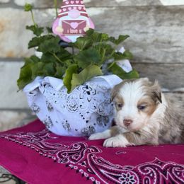 Koko - Red merle Miniature Australian Shepherd puppy in Azle, Texas from Weston Family Farms