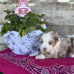 Koko - Red merle Miniature Australian Shepherd puppy in Azle, Texas from Weston Family Farms