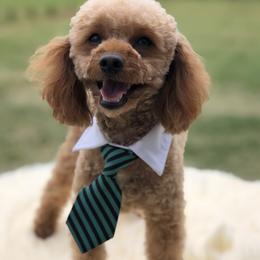 Simba - Poodle