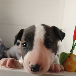 Bull Terrier Puppies from Rockbuster Bull Terriers