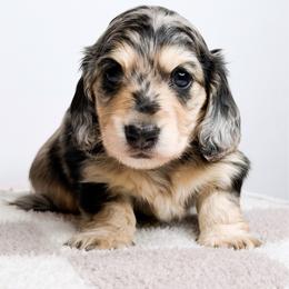 Coral - Dapple female Dachshund puppy in Redding, California from Jean & Mae Doxies