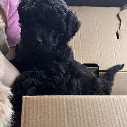 "Noel " Goldendoodle Puppies from Christi's Goldendoodles
