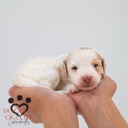 Miss White - Parti female Labradoodle puppy in Travelers Rest, South Carolina from Doodles of Love Labradoodles