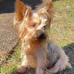 Poodles and Yorkshire Terriers from Sassy T’s Puppy Palace
