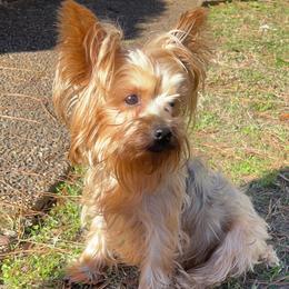 Poodles and Yorkshire Terriers from Sassy T’s Puppy Palace