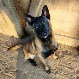 Rize - Fawn sable female Belgian Malinois puppy in Elizabethton, Tennessee from Forever Family K9