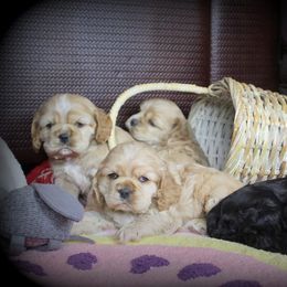 Chole's Cocker Spaniels breeder of Cocker Spaniel