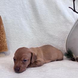 Gasolina - Red female Dachshund puppy in Franklinville, New Jersey from KJ Kennels of NJ