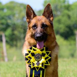 Voodoo - German Shepherd