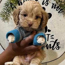 Bernedoodles, Cavapoos, and Cockapoos from Doodley doodles