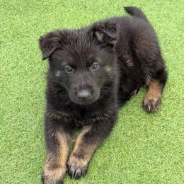 Available Boy 4  Bi-color 2,500 dollars - Bi-color male German Shepherd puppy in Hollis Center, Maine from Noble German Shepherds of Maine
