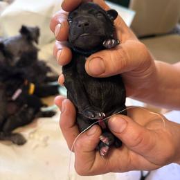 Miniature Schnauzer Puppies from Chantel's Miniature Schnauzers