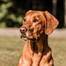Rio - Labrador Retriever