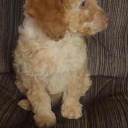 Willie - Apricot male Poodle puppy in Missouri from KDK Missouri Miniature Poodles