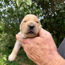 Brisket Girl - Golden female Golden Retriever puppy in Knoxville, Tennessee from Jack and Ginger’s Goldens