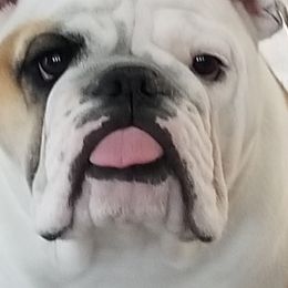 Lucy - Bulldog