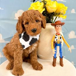 Slinky - Red male Australian Labradoodle puppy in Palmdale, California from Pixie Doodle Paws
