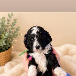 Max - Tri-color male Bernedoodle puppy in Burley, Idaho from Amy's Bernedoodles