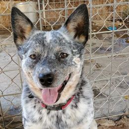 DRAHMA - Australian Cattle Dog