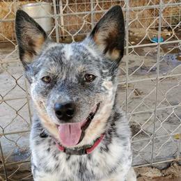 DRAHMA - Australian Cattle Dog