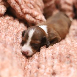 Princess - Red female Dachshund puppy in Eaton, Ohio from Miniature Alphas Dachshunds