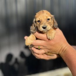 Dachshund Puppies from Double B Corsos & Dachshunds