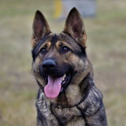 Chloe - German Shepherd