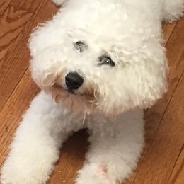 Bichon Frises and Poodles from Clas Haus