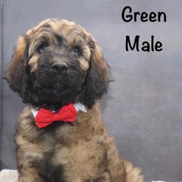 Green - Sable male Goldendoodle puppy in Maryville, Tennessee from Twin City Doodles