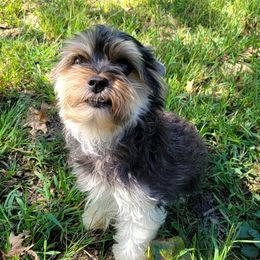 Viva - Biewer Terrier