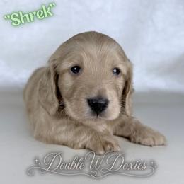Shrek -AKC - Cream male Dachshund puppy in Alto, Texas from Double W Doxies