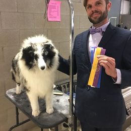Shetland Sheepdog All Grown Up from Millennium Shelties