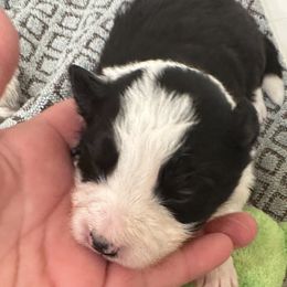 Girl 5 - Border Collie puppy in Barnstead, New Hampshire from Pettigrew's Border Collies