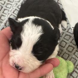 Girl 5 - Border Collie puppy in Barnstead, New Hampshire from Pettigrew's Border Collies