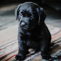 Labrador Retriever Puppies from Landon J Farms Labrador Retrievers