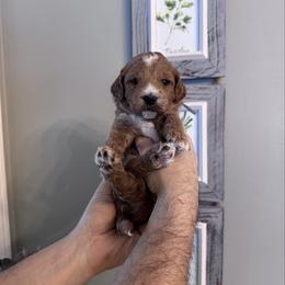 Male pick 5 - Red  male Goldendoodle puppy in Annandale, New Jersey from KN Mini Goldendoodles
