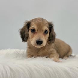 Dunkin - Cream male Dachshund puppy in Litchfield, Illinois from Charmm Dachshunds