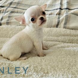 Finley - Cream and white male Chihuahua puppy in Joliet, Illinois from Chihuahua and frenchie favs