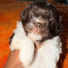 Teddy - Liver and white male Shih Tzu puppy in Buford, Georgia from Shih Tzu by MayMay