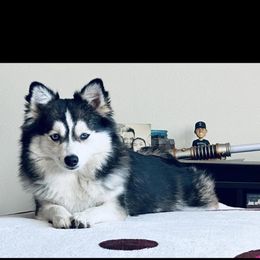 Pomsky All Grown Up from Kenna'z Kuddly Pomskiez