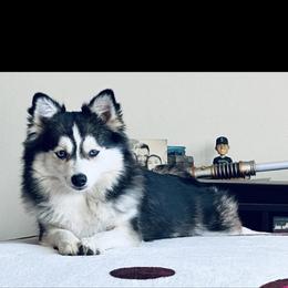 Pomsky All Grown Up from Kenna'z Kuddly Pomskiez