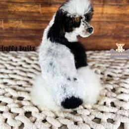 Johnny - Poodle