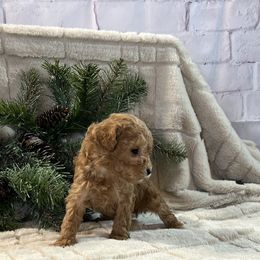 Cavapoo, Cockapoo, and Poodle Puppies from Shaffer Top Notch Puppies