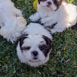 Shih Tzu Puppies from Sweet Shih Tzus!