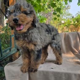 Jeep - male Golden Mountain Doodle puppy in Boise, Idaho from Nesting Dolls
