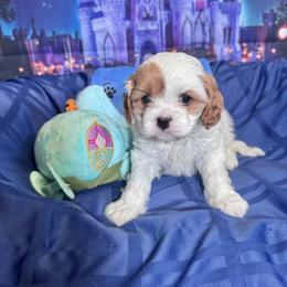 Cinderella - Blenheim female Cavapoo puppy in Modesto, California from Molly n Friends